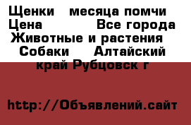 Щенки 4 месяца-помчи › Цена ­ 5 000 - Все города Животные и растения » Собаки   . Алтайский край,Рубцовск г.